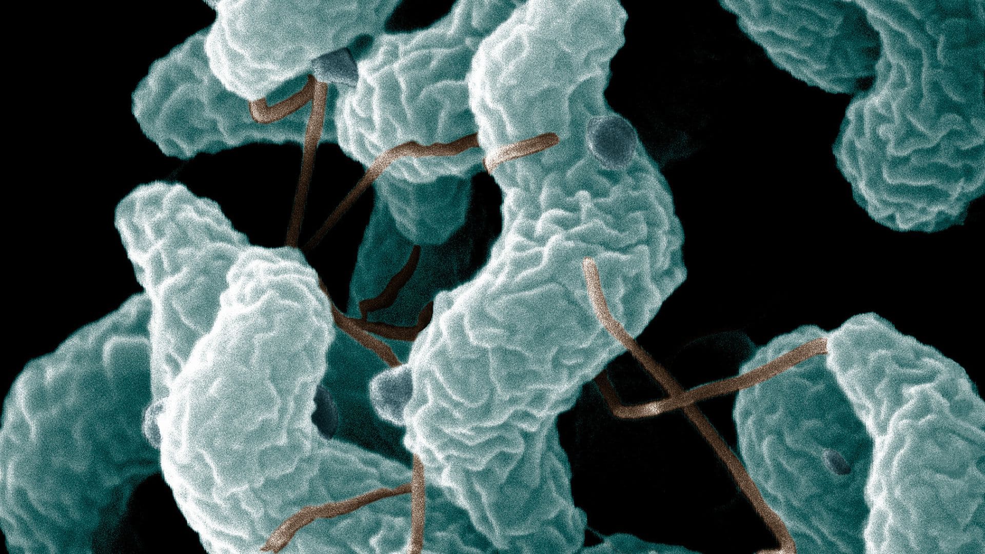 Campylobacter spp