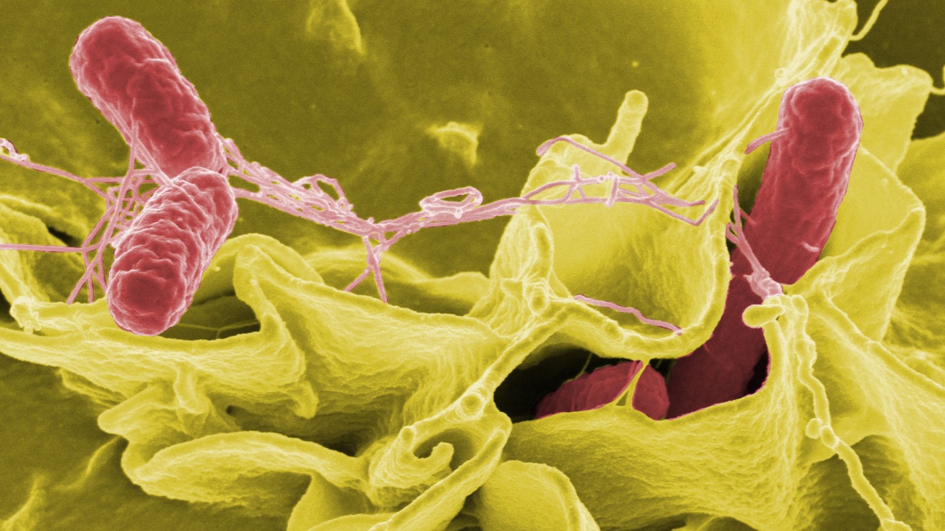 Salmonella spp