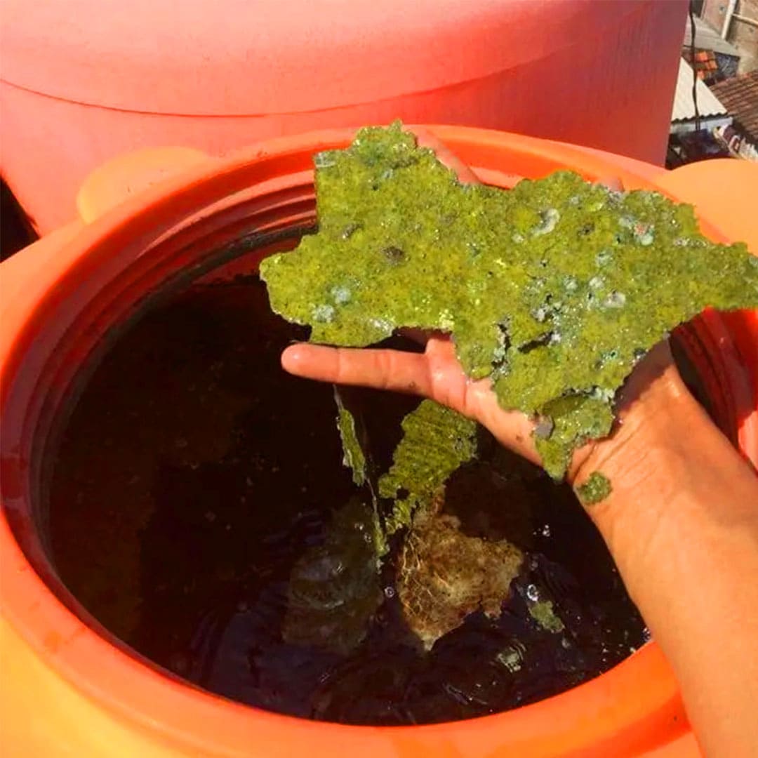 toren berlumut tebal