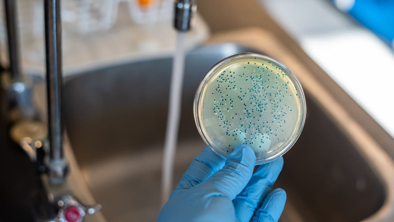 Bakteri Coliform 2