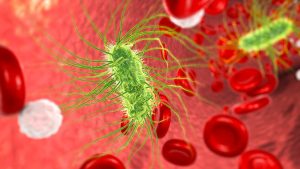 Ini Bakteri Coliform